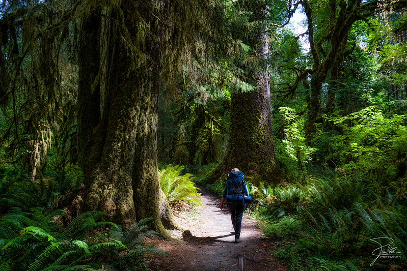 A person hikes under massive trees along the Hoh River Trail in Washington.