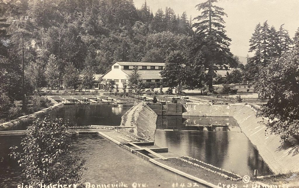 Historic image of Bonneville Fish Hatchery