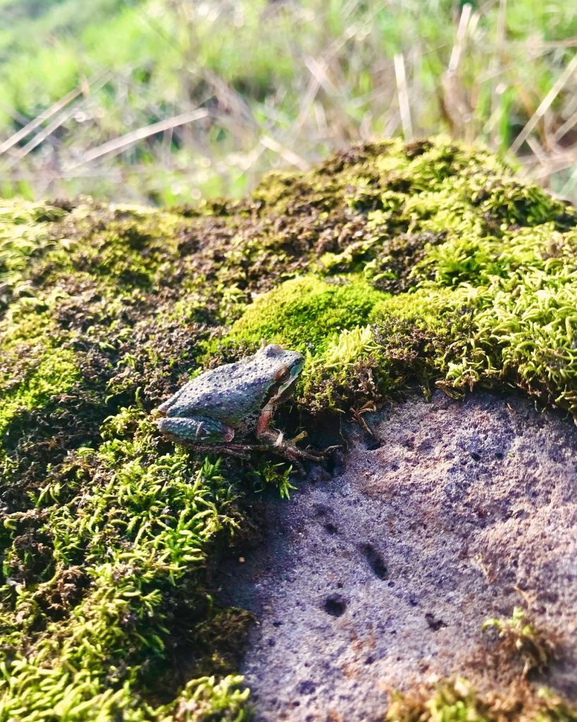 A Pacific Tree Frog enjoying the Oregon Garden.