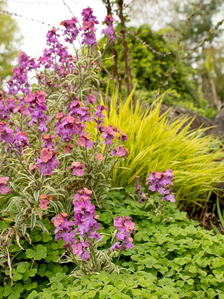 Delicate purplish pink flowers at the Oregon Garden.
