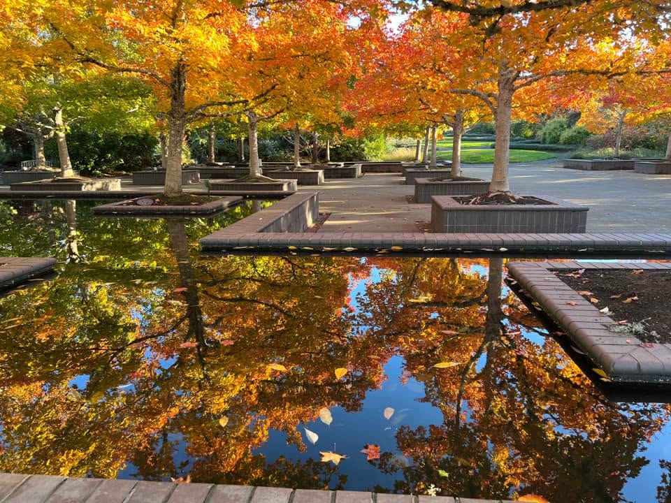 Lovely orange trees stand over a pond with square edges at the Oregon Garden.