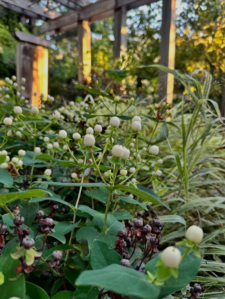Delicate white flowers at the Oregon Garden.