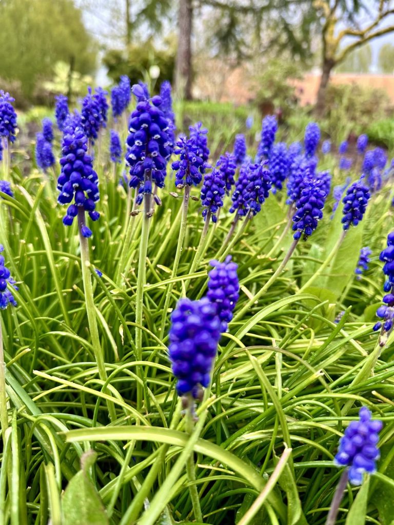 Purple Muscari also known as Grape Hyacinths at the Oregon Garden.
