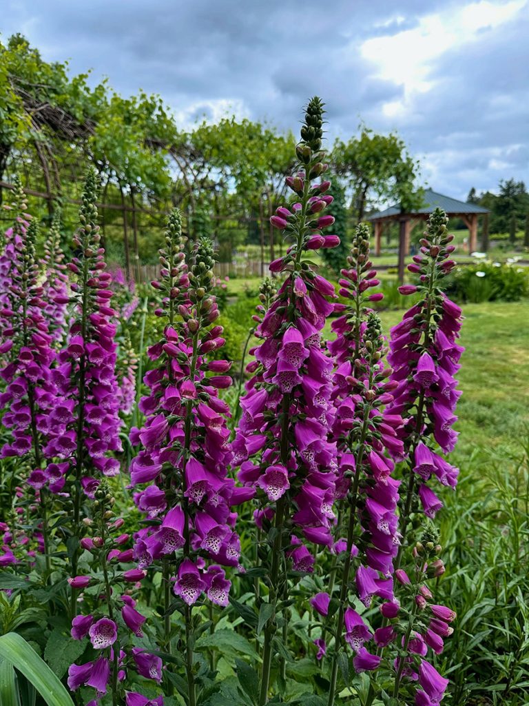 Purple flowers at the Oregon Garden.