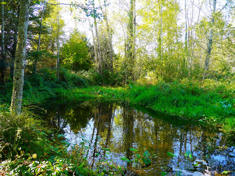 A wetland pond surrounded by trees and foliage in the Secret Garden.