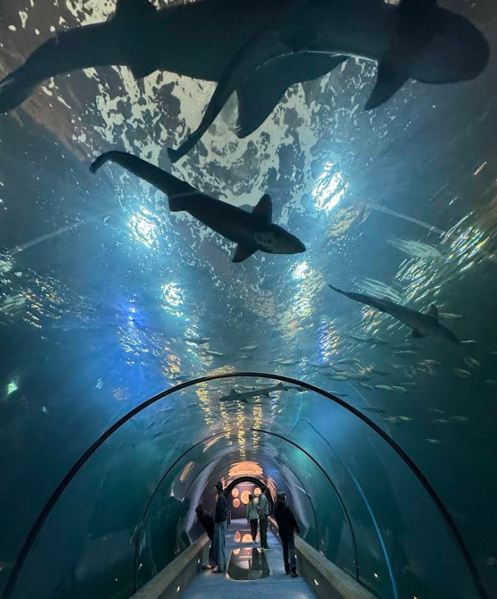 Oregon Coast Aquarium, Newport, Yaquina Bay, Animals, Fish, New Amazon Rainforest Exhibit, conservation, places to go, things to do, family fun, Puffin Plates, shark tank, reptiles, birds, otters, jellyfish, touch tank, summer fun, sea lions, Sis-Xa Xwee-Nish Marine Wildlife Center