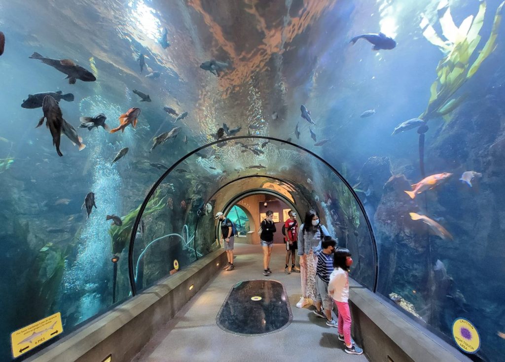 Oregon Coast Aquarium, Newport, Yaquina Bay, Animals, Fish, New Amazon Rainforest Exhibit, conservation, places to go, things to do, family fun, Puffin Plates, shark tank, reptiles, birds, otters, jellyfish, touch tank, summer fun, sea lions, Sis-Xa Xwee-Nish Marine Wildlife Center
