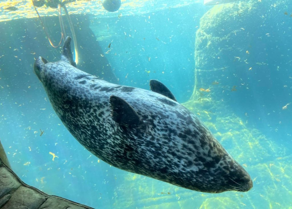 Oregon Coast Aquarium, Newport, Yaquina Bay, Animals, Fish, New Amazon Rainforest Exhibit, conservation, places to go, things to do, family fun, Puffin Plates, shark tank, reptiles, birds, otters, jellyfish, touch tank, summer fun, sea lions, Sis-Xa Xwee-Nish Marine Wildlife Center