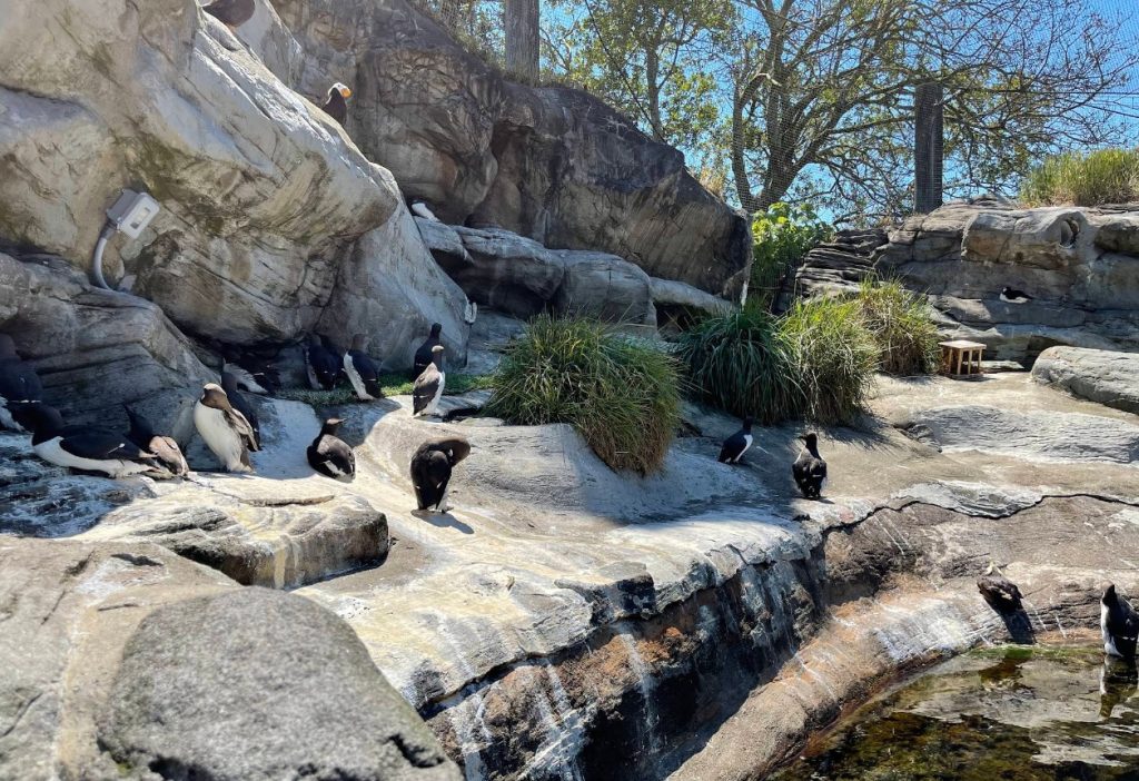 Oregon Coast Aquarium, Newport, Yaquina Bay, Animals, Fish, New Amazon Rainforest Exhibit, conservation, places to go, things to do, family fun, Puffin Plates, shark tank, reptiles, birds, otters, jellyfish, touch tank, summer fun, sea lions, Sis-Xa Xwee-Nish Marine Wildlife Center