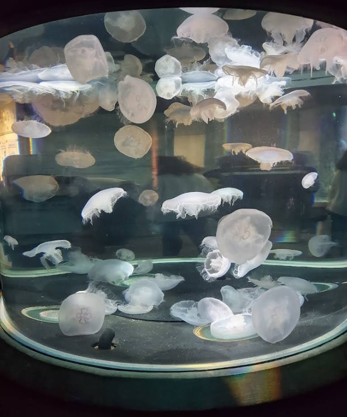 Oregon Coast Aquarium, Newport, Yaquina Bay, Animals, Fish, New Amazon Rainforest Exhibit, conservation, places to go, things to do, family fun, Puffin Plates, shark tank, reptiles, birds, otters, jellyfish, touch tank, summer fun, sea lions, Sis-Xa Xwee-Nish Marine Wildlife Center