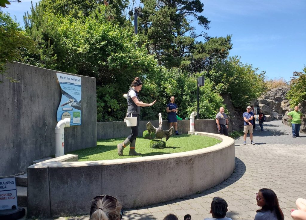 Oregon Coast Aquarium, Newport, Yaquina Bay, Animals, Fish, New Amazon Rainforest Exhibit, conservation, places to go, things to do, family fun, Puffin Plates, shark tank, reptiles, birds, otters, jellyfish, touch tank, summer fun, sea lions, Sis-Xa Xwee-Nish Marine Wildlife Center