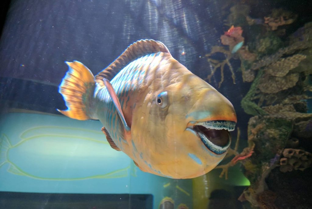 Oregon Coast Aquarium, Newport, Yaquina Bay, Animals, Fish, New Amazon Rainforest Exhibit, conservation, places to go, things to do, family fun, Puffin Plates, shark tank, reptiles, birds, otters, jellyfish, touch tank, summer fun, sea lions, Sis-Xa Xwee-Nish Marine Wildlife Center
