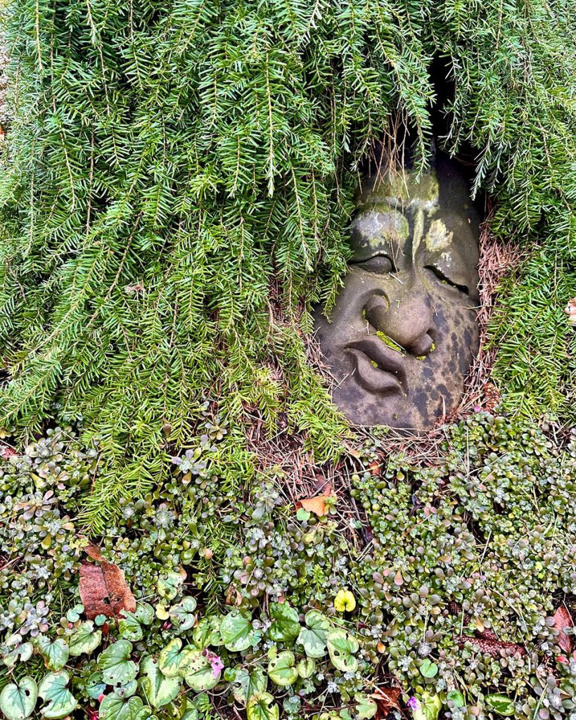 A face sculpture hidden in the foliage at the Oregon Garden.