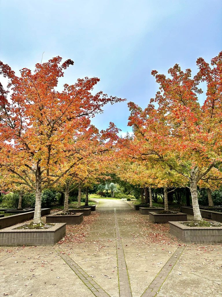 Orange Sunset Maples in fall at the Oregon Garden.