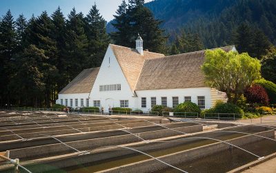 Oregon’s Largest Fish Hatchery Has Leaping Salmon, a Giant Sturgeon, and More Than a Million Visitors a Year
