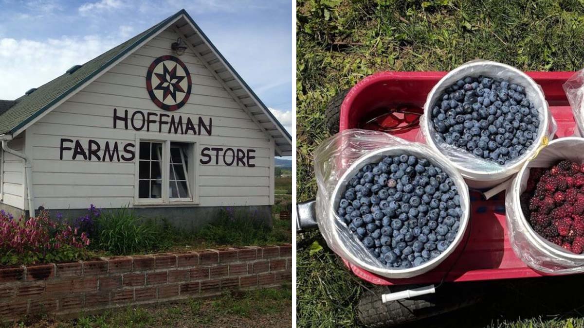 hoffman_farms_berries hoffman farms in Oregon
