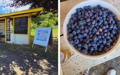 We Found an Oregon Blueberry Farm With 6,000 Plants and Berries for Just $2.75 a Pound