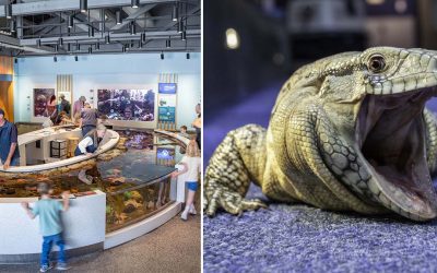 This Oregon Coast Aquarium Has Sharks Overhead, Otters, and a Rainforest