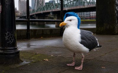ODFW Confirms Sighting Of Extremely Rare Portland Seagull