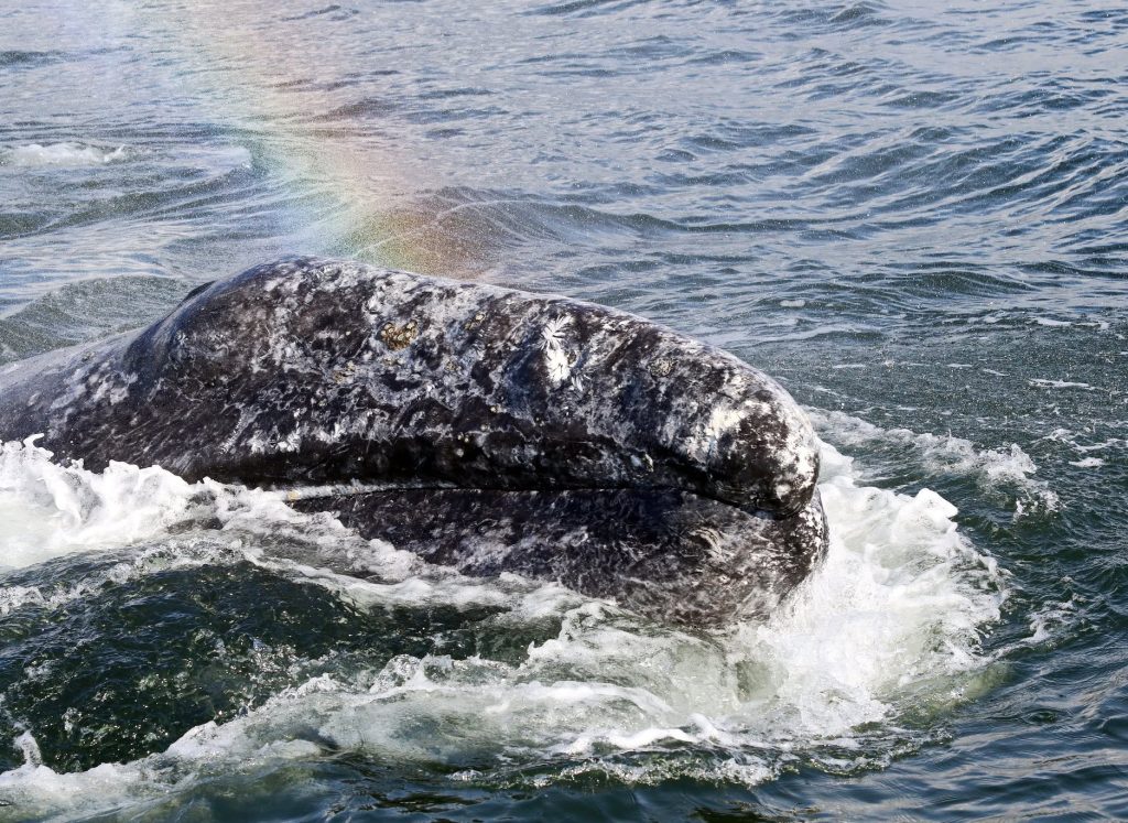 gray whale, rising deaths 2026, pacific coast, PNW, catastrophic mortality event, oregon, washington state, california, alaska, british columbia, NOAA, OSU, Siletz tribe, cascadia research collective