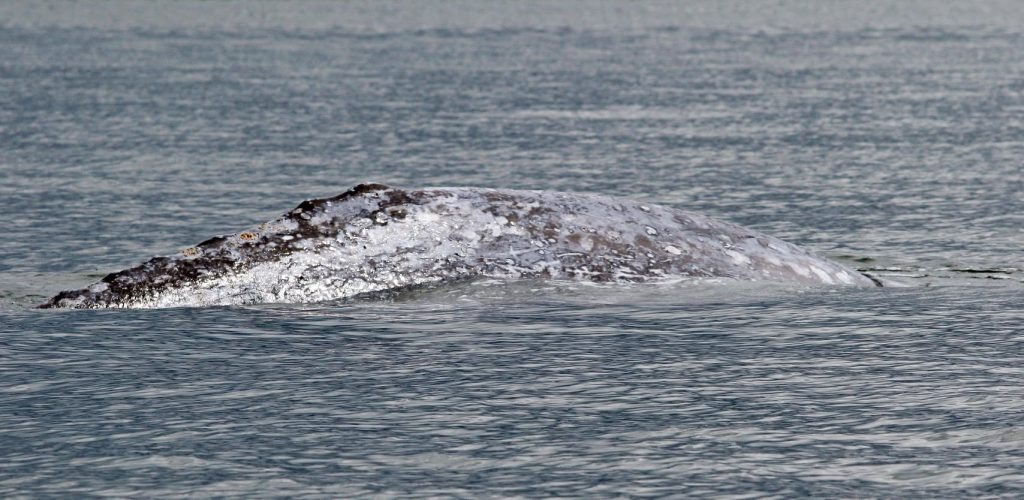 gray whale, rising deaths 2026, pacific coast, PNW, catastrophic mortality event, oregon, washington state, california, alaska, british columbia, NOAA, OSU, Siletz tribe, cascadia research collective
