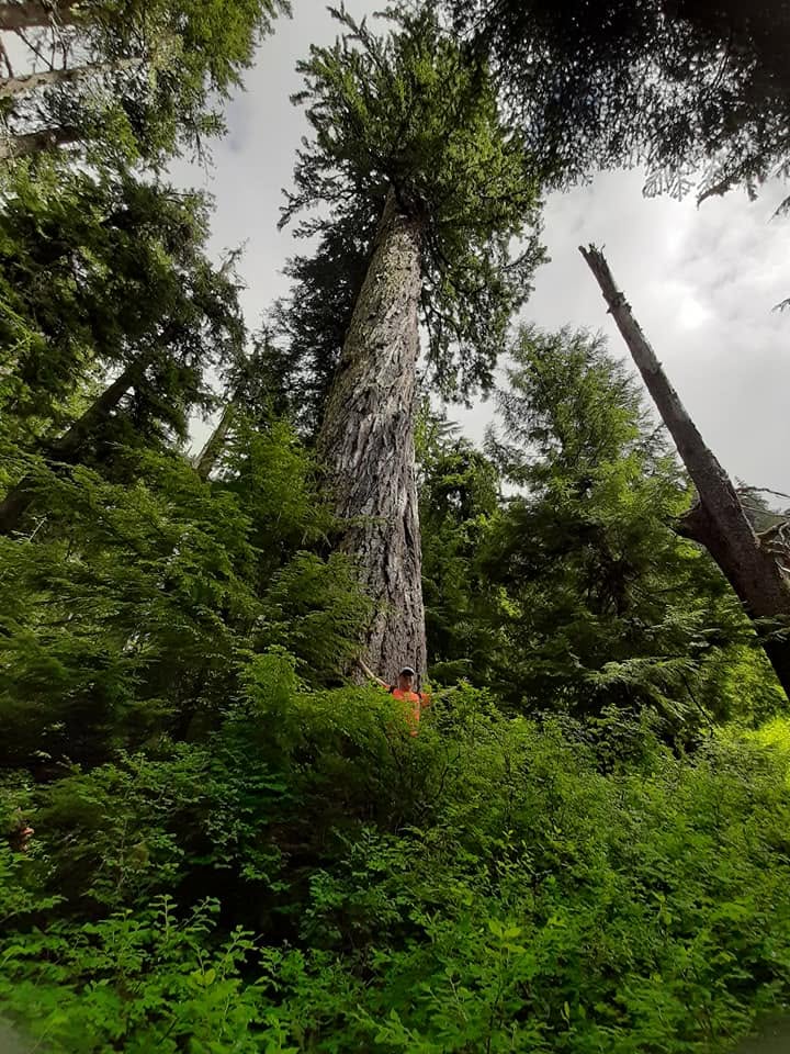 Crabtree Valley Oregon, Part Two, King Tut, Nefertiti, Douglas Fir, Timber Industry, BLM, Bureau of Land Management, Ancient Forest, Logging Industry, Spotted Owl, Oregon Economy, Mills Closing, Barred Owl, Northwest Forest Plan, Areas of Critical Environmental Concern, Conservation, Wildfire