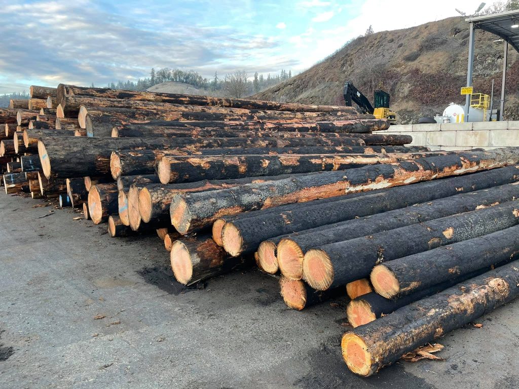 Crabtree Valley Oregon, Part Two, King Tut, Nefertiti, Douglas Fir, Timber Industry, BLM, Bureau of Land Management, Ancient Forest, Logging Industry, Spotted Owl, Oregon Economy, Mills Closing, Barred Owl, Northwest Forest Plan, Areas of Critical Environmental Concern, Conservation