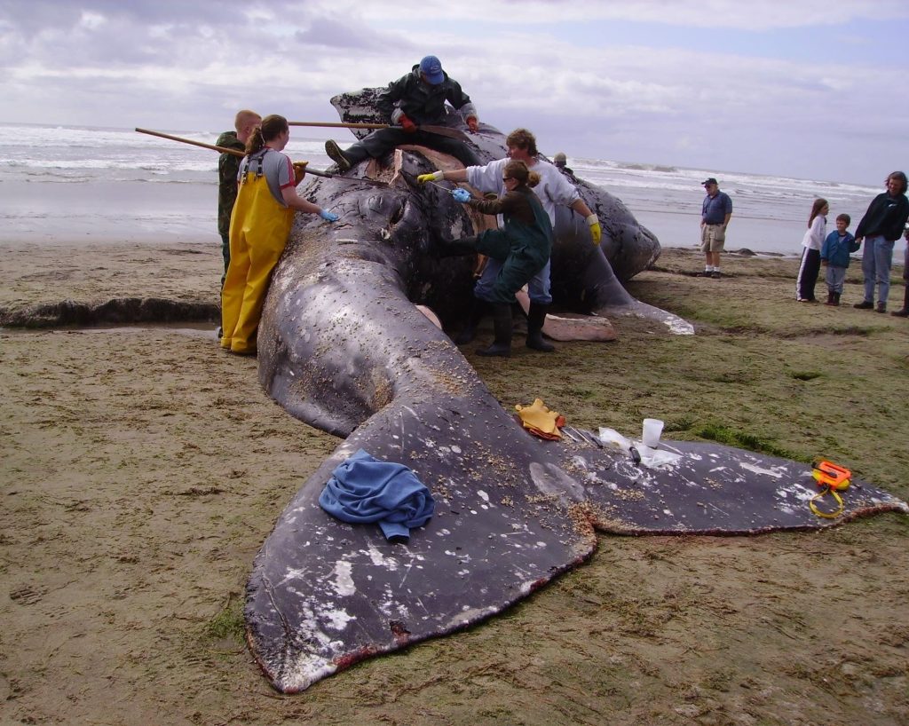 gray whale, rising deaths 2026, pacific coast, PNW, catastrophic mortality event, oregon, washington state, california, alaska, british columbia, NOAA, OSU, Siletz tribe, cascadia research collective