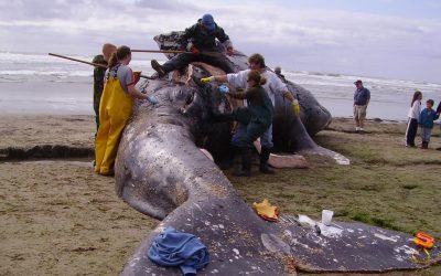 Gray Whales Are Washing Up Dead Along The West Coast In Alarming Numbers, And Oregon Is Seeing The Warning Signs