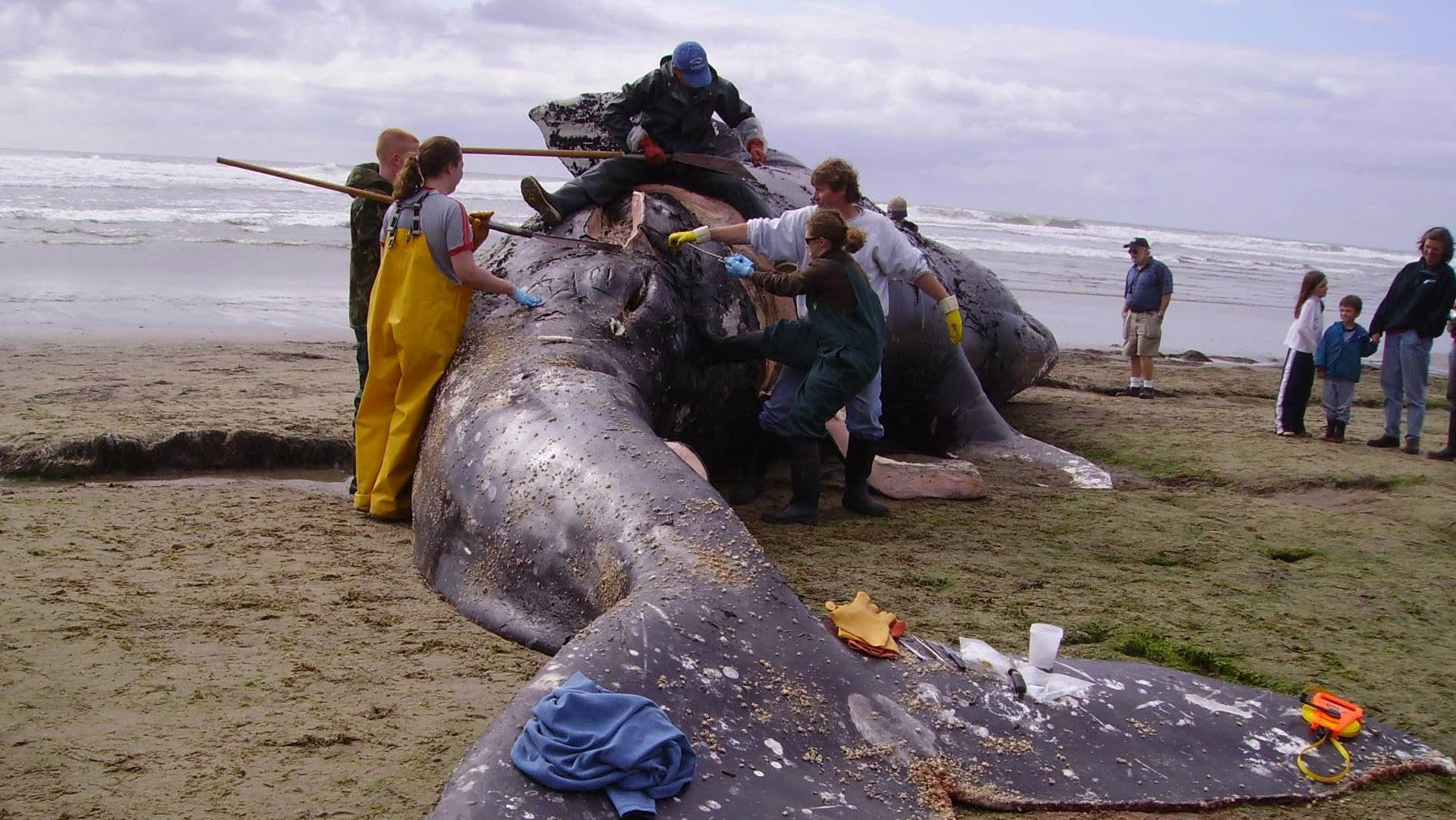 468291721_10161000806951194_3657995575720264812_n–cover gray whale, rising deaths 2026, pacific coast, PNW, catastrophic mortality event, oregon, washington state, california, alaska, british columbia, NOAA, OSU, Siletz tribe, cascadia research collective