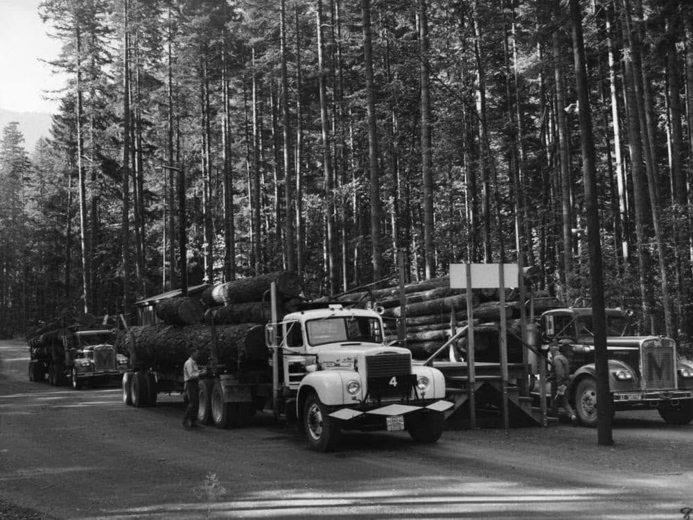Crabtree Valley Oregon, Part Two, King Tut, Nefertiti, Douglas Fir, Timber Industry, BLM, Bureau of Land Management, Ancient Forest, Logging Industry, Spotted Owl, Oregon Economy, Mills Closing, Barred Owl, Northwest Forest Plan, Areas of Critical Environmental Concern, Conservation