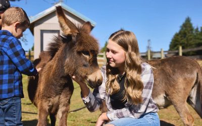 This Happy Little Oregon Farm Is Filled With Miniature Donkeys Ready To Steal Your Heart