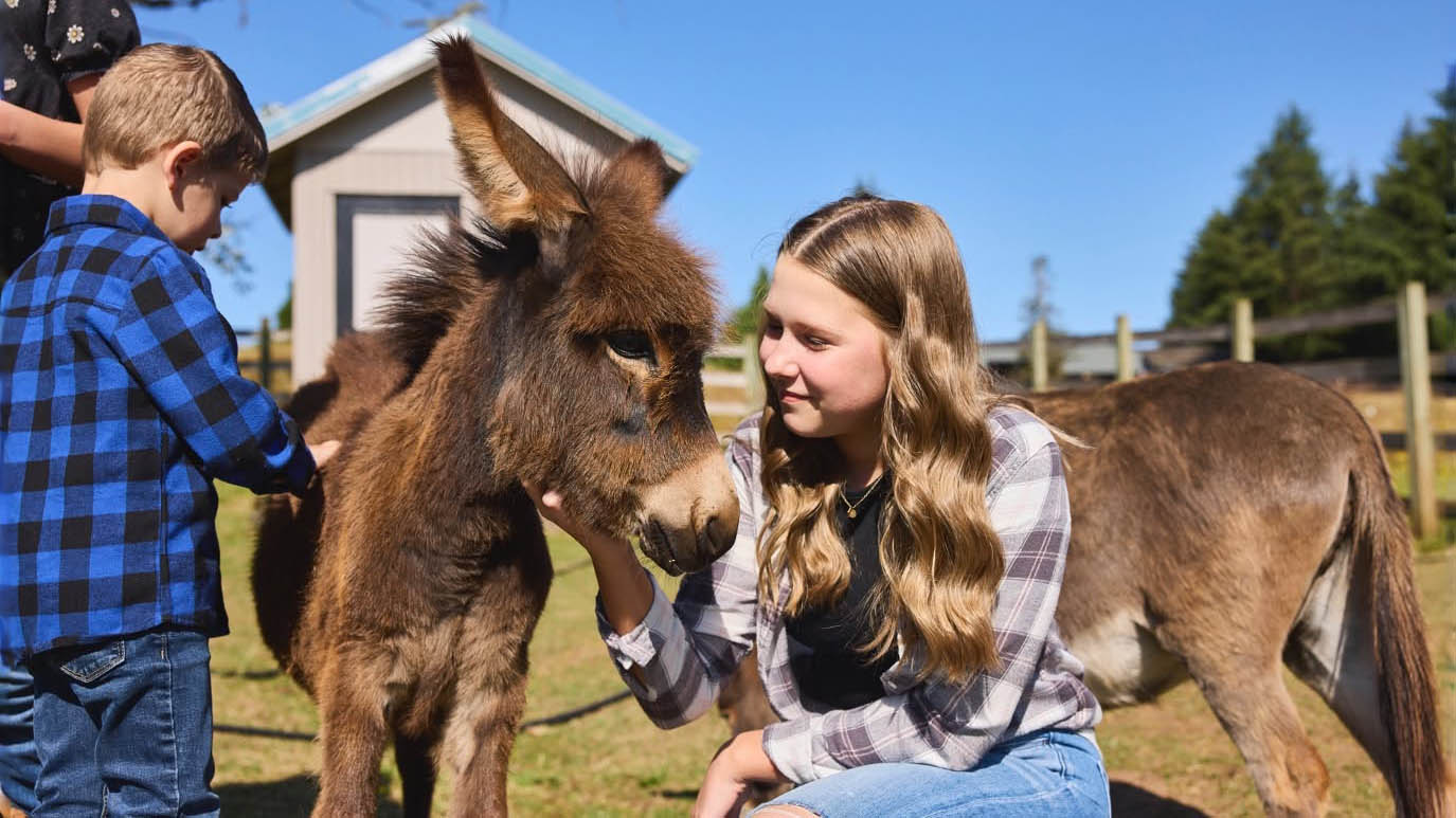 480691460_2322750591444404_171411721383606614_n–cover Tollen Farm, wilsonville oregon, willamette valley, miniature donkeys, farm tours, family fun, things to do, places to go, mini horses, working farm, gardens, orchard, animals, activities for kids, antique shop, by appointment