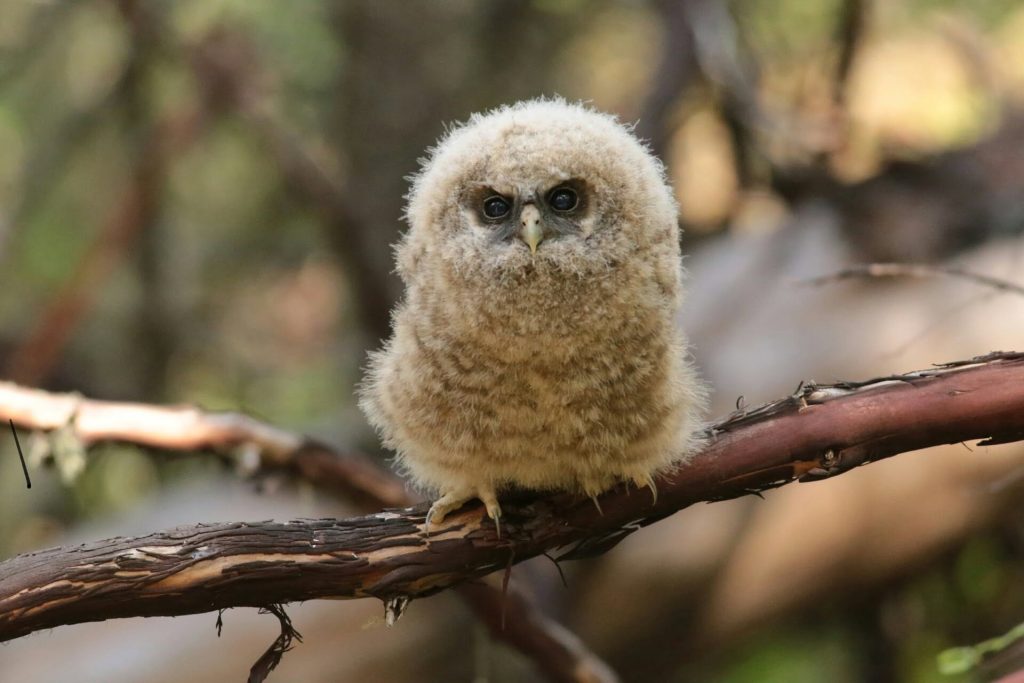 Crabtree Valley Oregon, Part Two, King Tut, Nefertiti, Douglas Fir, Timber Industry, BLM, Bureau of Land Management, Ancient Forest, Logging Industry, Spotted Owl, Oregon Economy, Mills Closing, Barred Owl, Northwest Forest Plan, Areas of Critical Environmental Concern, Conservation