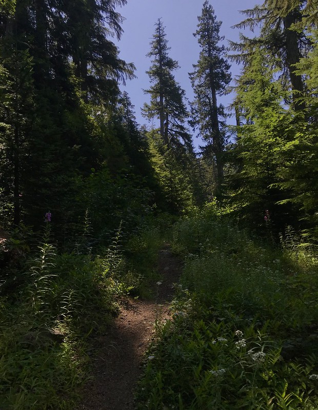 crabtree lake, oregon cascades, ancient forest, old growth, giant douglas fir trees, nefertiti, king tut, off trail hiking, not for beginners, conservation, threatened forest, wilderness hikes, santiam state forest, 600-1000 years old