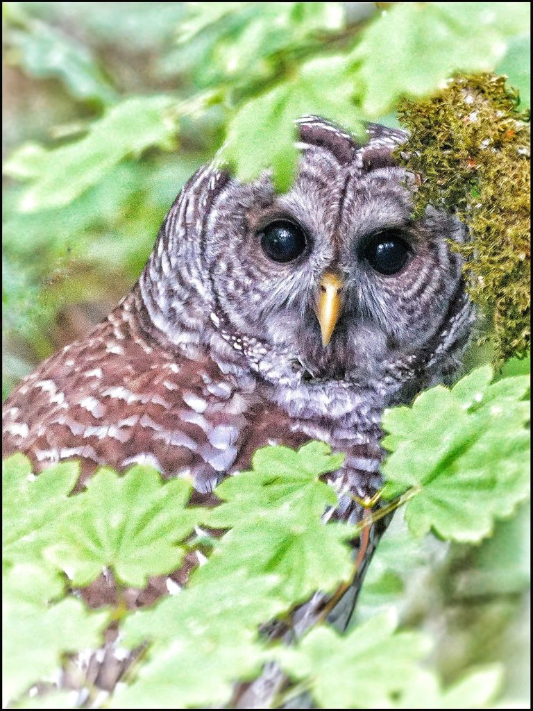 Crabtree Valley Oregon, Part Two, King Tut, Nefertiti, Douglas Fir, Timber Industry, BLM, Bureau of Land Management, Ancient Forest, Logging Industry, Spotted Owl, Oregon Economy, Mills Closing, Barred Owl, Northwest Forest Plan, Areas of Critical Environmental Concern, Conservation