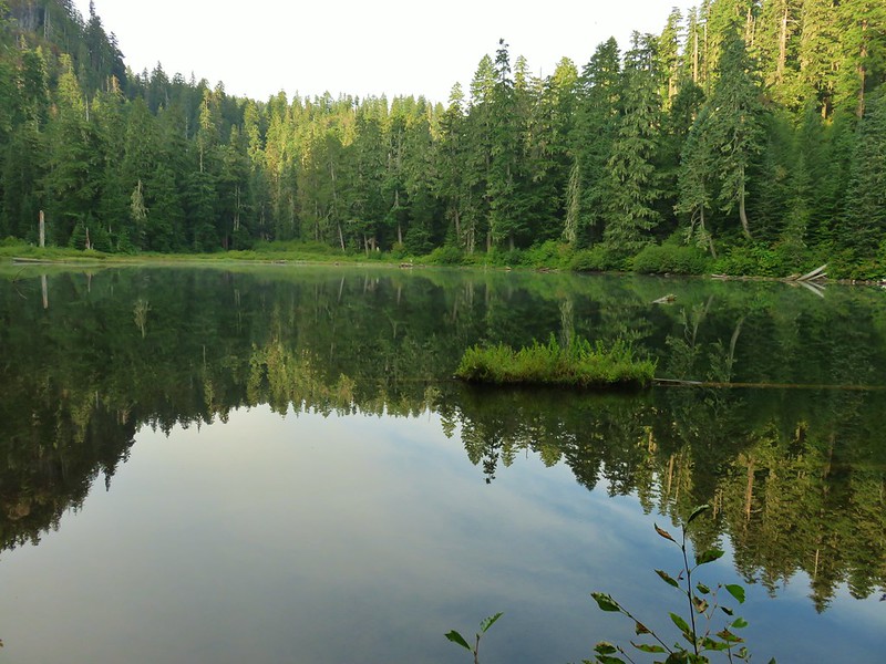 crabtree lake, oregon cascades, ancient forest, old growth, giant douglas fir trees, nefertiti, king tut, off trail hiking, not for beginners, conservation, threatened forest, wilderness hikes, santiam state forest, 600-1000 years old