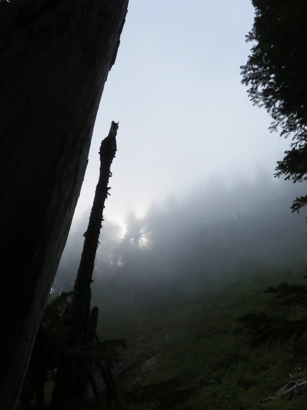 crabtree lake, oregon cascades, ancient forest, old growth, giant douglas fir trees, nefertiti, king tut, off trail hiking, not for beginners, conservation, threatened forest, wilderness hikes, santiam state forest, 600-1000 years old