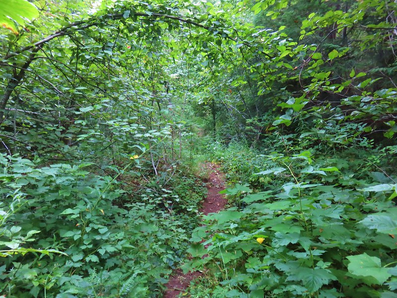 crabtree lake, oregon cascades, ancient forest, old growth, giant douglas fir trees, nefertiti, king tut, off trail hiking, not for beginners, conservation, threatened forest, wilderness hikes, santiam state forest, 600-1000 years old