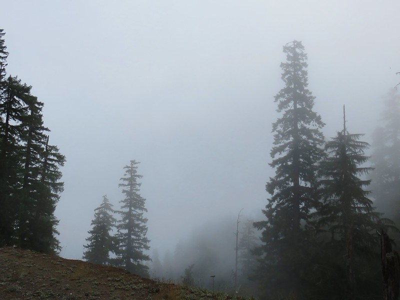 crabtree lake, oregon cascades, ancient forest, old growth, giant douglas fir trees, nefertiti, king tut, off trail hiking, not for beginners, conservation, threatened forest, wilderness hikes, santiam state forest, 600-1000 years old