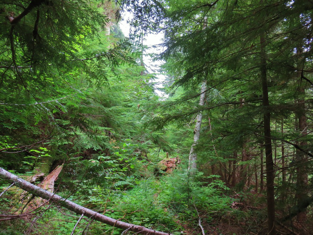 crabtree lake, oregon cascades, ancient forest, old growth, giant douglas fir trees, nefertiti, king tut, off trail hiking, not for beginners, conservation, threatened forest, wilderness hikes, santiam state forest, 600-1000 years old