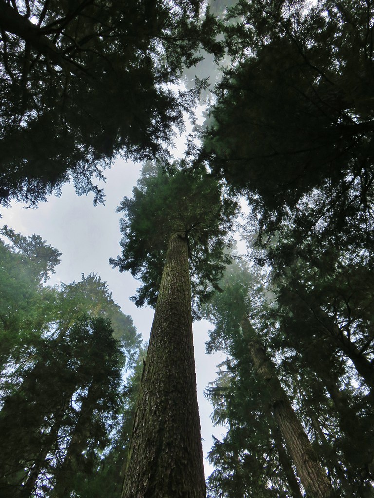Crabtree Valley Oregon, Part Two, King Tut, Nefertiti, Douglas Fir, Timber Industry, BLM, Bureau of Land Management, Ancient Forest, Logging Industry, Spotted Owl, Oregon Economy, Mills Closing, Barred Owl, Northwest Forest Plan, Areas of Critical Environmental Concern, Conservation, Wildfire