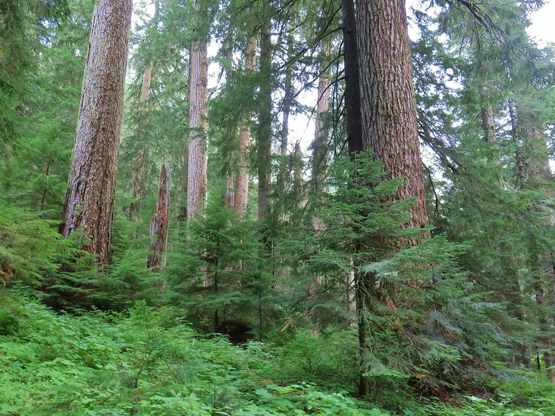 crabtree lake, oregon cascades, ancient forest, old growth, giant douglas fir trees, nefertiti, king tut, off trail hiking, not for beginners, conservation, threatened forest, wilderness hikes, santiam state forest, 600-1000 years old