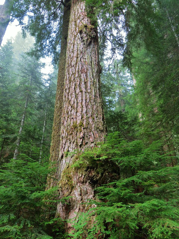 crabtree lake, oregon cascades, ancient forest, old growth, giant douglas fir trees, nefertiti, king tut, off trail hiking, not for beginners, conservation, threatened forest, wilderness hikes, santiam state forest, 600-1000 years old