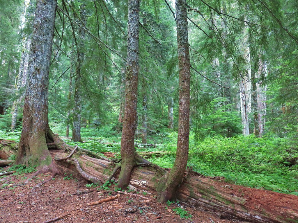 crabtree lake, oregon cascades, ancient forest, old growth, giant douglas fir trees, nefertiti, king tut, off trail hiking, not for beginners, conservation, threatened forest, wilderness hikes, santiam state forest, 600-1000 years old