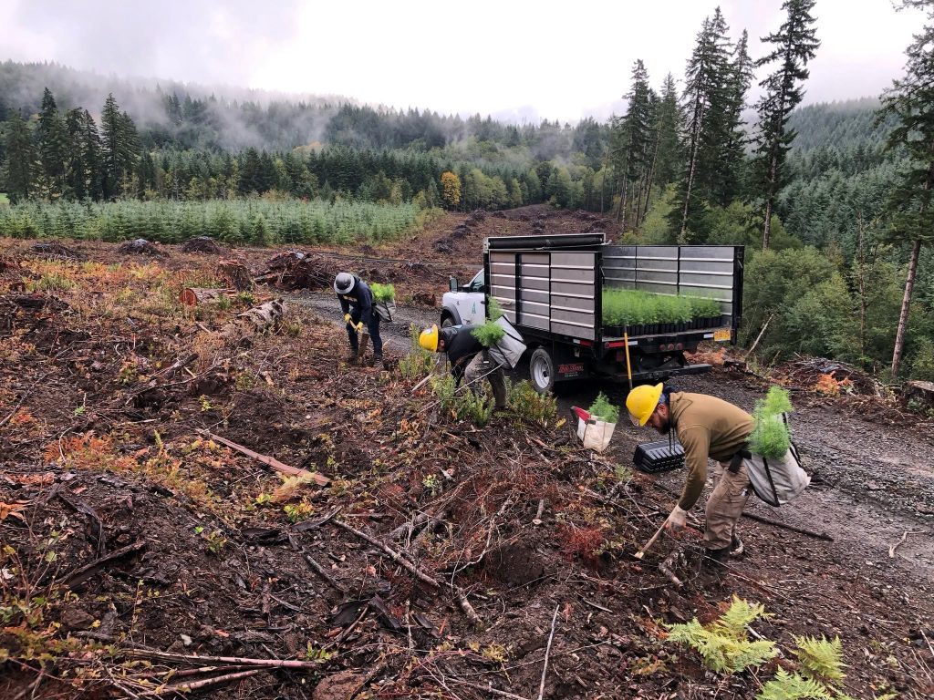 Crabtree Valley Oregon, Part Two, King Tut, Nefertiti, Douglas Fir, Timber Industry, BLM, Bureau of Land Management, Ancient Forest, Logging Industry, Spotted Owl, Oregon Economy, Mills Closing, Barred Owl, Northwest Forest Plan, Areas of Critical Environmental Concern, Conservation, Wildfire