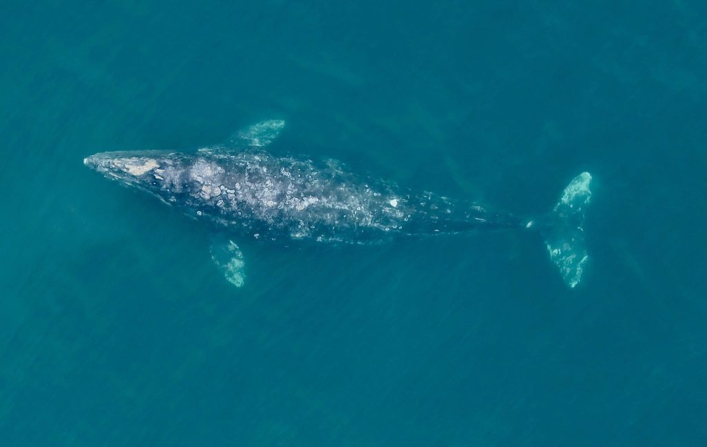 gray whale, rising deaths 2026, pacific coast, PNW, catastrophic mortality event, oregon, washington state, california, alaska, british columbia, NOAA, OSU, Siletz tribe, cascadia research collective