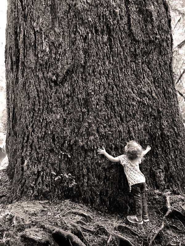 Crabtree Valley Oregon, Part Two, King Tut, Nefertiti, Douglas Fir, Timber Industry, BLM, Bureau of Land Management, Ancient Forest, Logging Industry, Spotted Owl, Oregon Economy, Mills Closing, Barred Owl, Northwest Forest Plan, Areas of Critical Environmental Concern, Conservation, Wildfire
