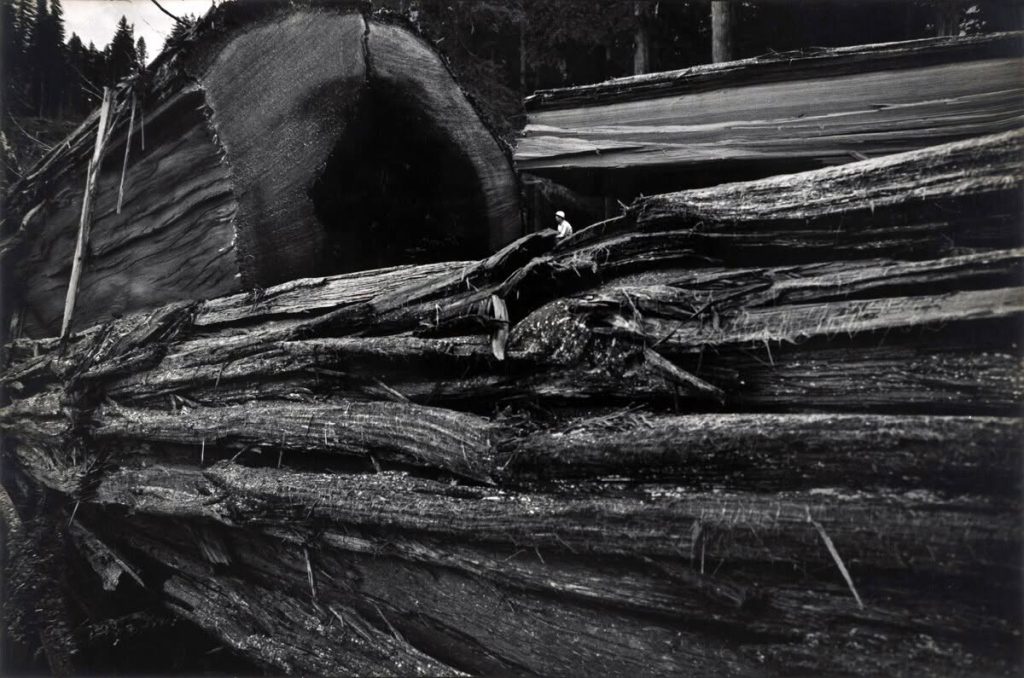 Crabtree Valley Oregon, Part Two, King Tut, Nefertiti, Douglas Fir, Timber Industry, BLM, Bureau of Land Management, Ancient Forest, Logging Industry, Spotted Owl, Oregon Economy, Mills Closing, Barred Owl, Northwest Forest Plan, Areas of Critical Environmental Concern, Conservation