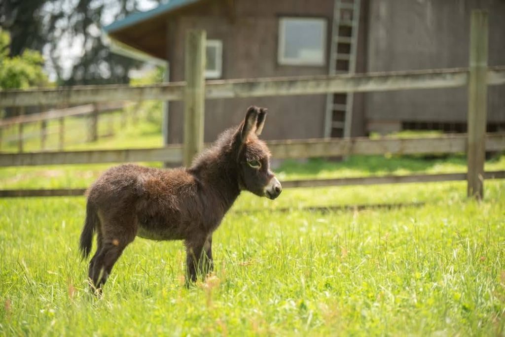 Tollen Farm, wilsonville oregon, willamette valley, miniature donkeys, farm tours, family fun, things to do, places to go, mini horses, working farm, gardens, orchard, animals, activities for kids, antique shop, by appointment